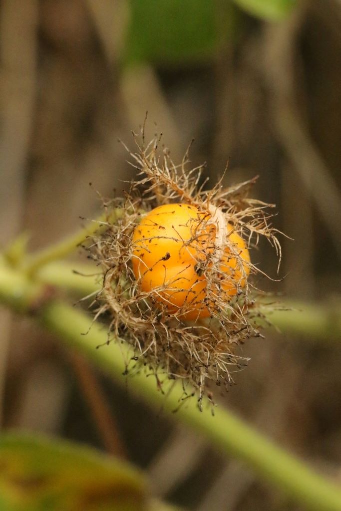 毛西番蓮（龍珠果）